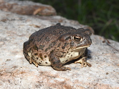 Anaxyrus compactilis