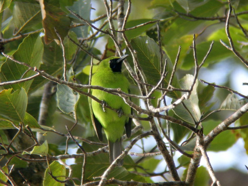 Greater Green Leafbird (Chloropsis sonnerati), photo 6