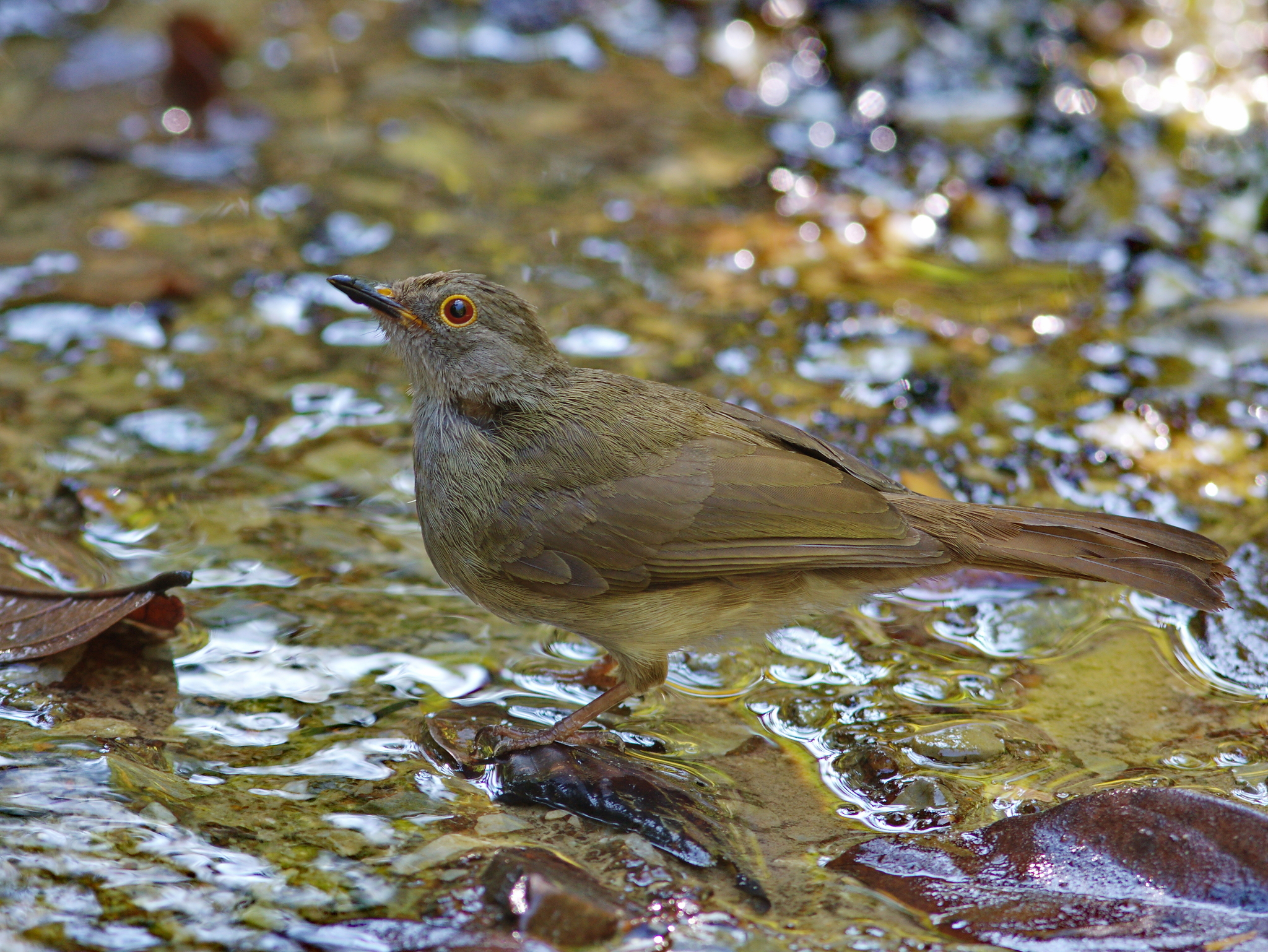 Spectacled Bulbul illustration
