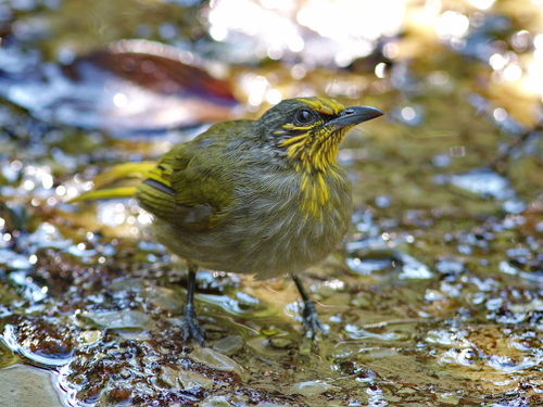 Stripe-throated Bulbul (Pycnonotus finlaysoni), photo 9