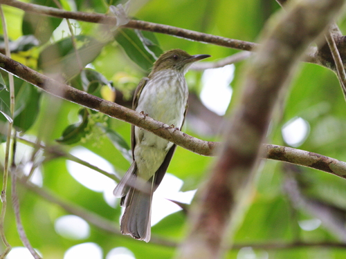Streaked Bulbul (Ixos malaccensis), photo 7