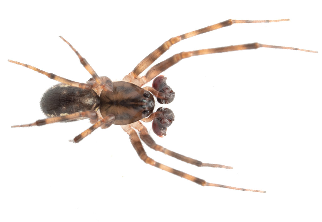 15-spotted Money Spider