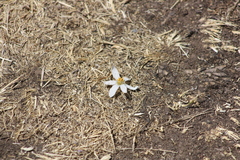 Zephyranthes andina