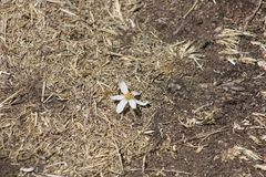Zephyranthes andina
