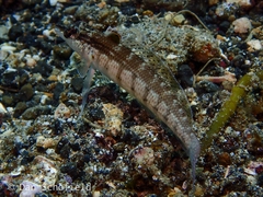 Parapercis lineopunctata