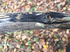 Anteaglonium globosum