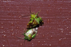 Elasmostethus nubilus