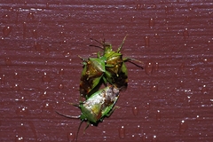 Elasmostethus nubilus