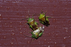 Elasmostethus nubilus