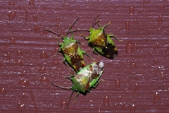 Elasmostethus nubilus