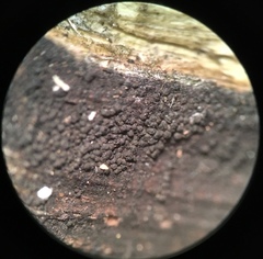 Anteaglonium globosum