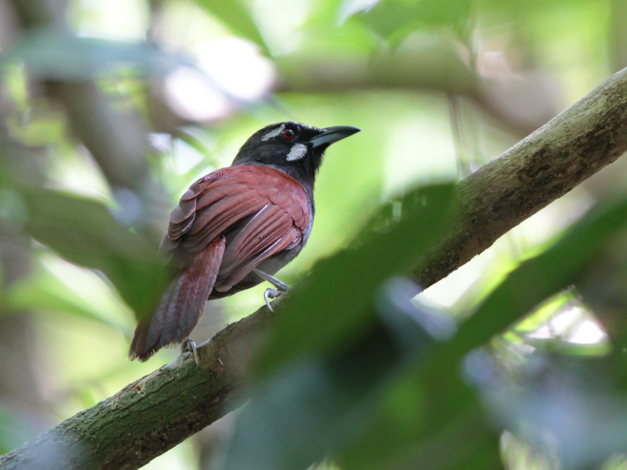 Black-throated Babbler illustration