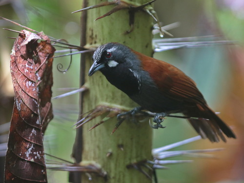 Black-throated Babbler (Stachyris nigricollis), photo 4