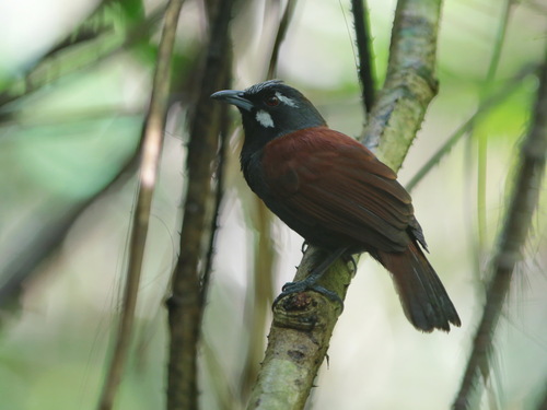 Black-throated Babbler (Stachyris nigricollis), photo 5