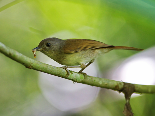 Brown Fulvetta (Alcippe brunneicauda), photo 6
