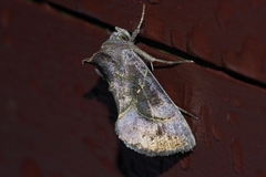 Chrysodeixis heberachis
