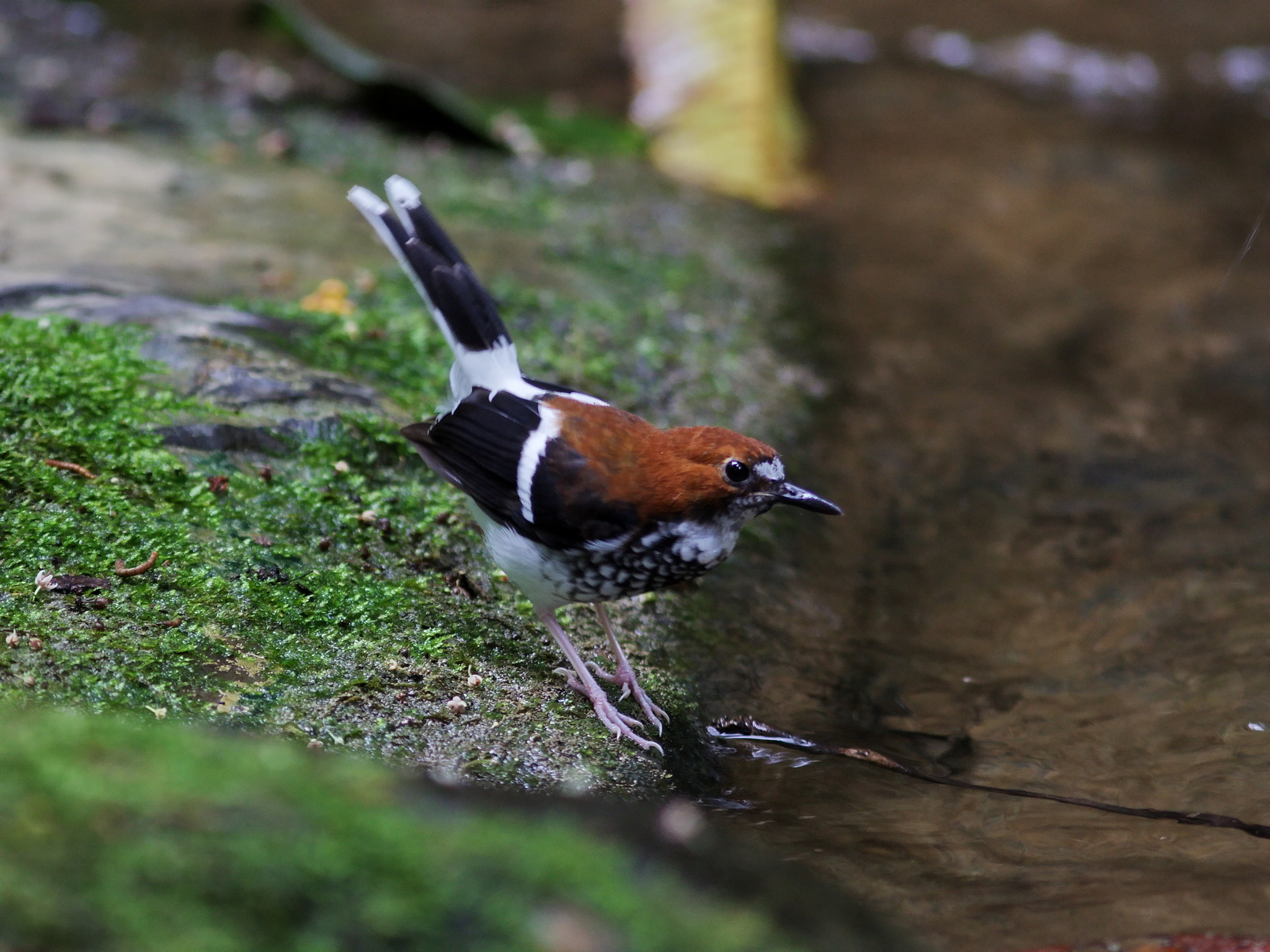 Chestnut-naped Forktail illustration