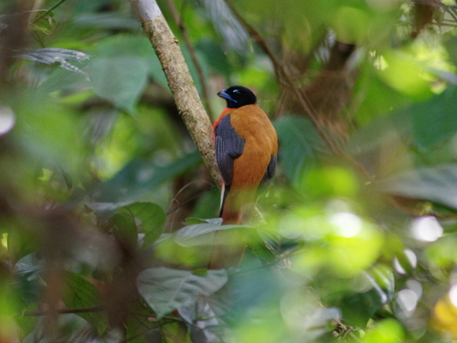 Cinnamon-rumped Trogon (Harpactes orrhophaeus), photo 6