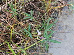 Ipomoea heptaphylla