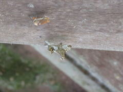 Trosia nigropunctigera