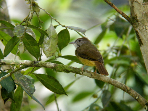 Grey-cheeked Bulbul (Alophoixus tephrogenys), photo 7