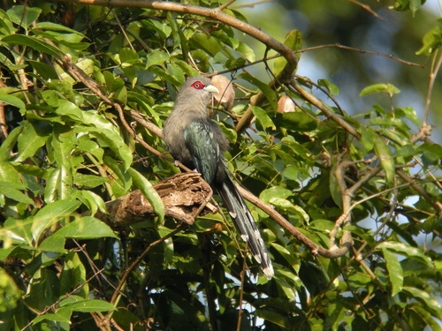 Black-bellied Malkoha (Phaenicophaeus diardi), photo 8