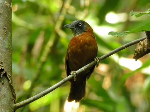 Grey-headed Babbler (Stachyris poliocephala), photo 3