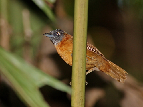 Grey-headed Babbler (Stachyris poliocephala), photo 4