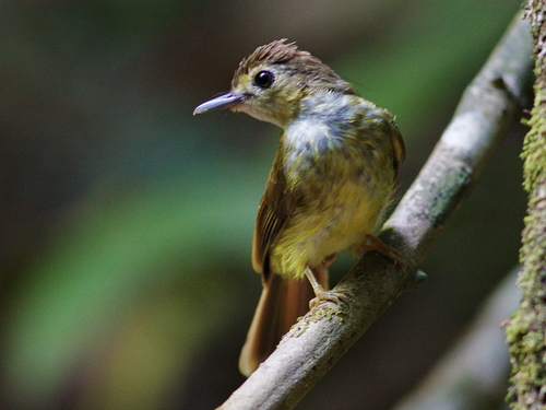 Hairy-backed Bulbul (Tricholestes criniger), photo 9
