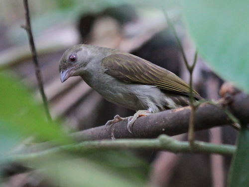 Malaysian Honeyguide (Indicator archipelagicus), photo 9