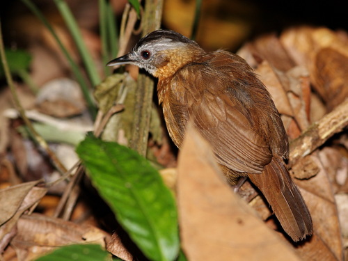 Malayan Black-capped Babbler (Pellorneum nigrocapitatum), photo 8