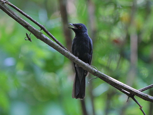 Maroon-breasted Philentoma (Philentoma velata), photo 10
