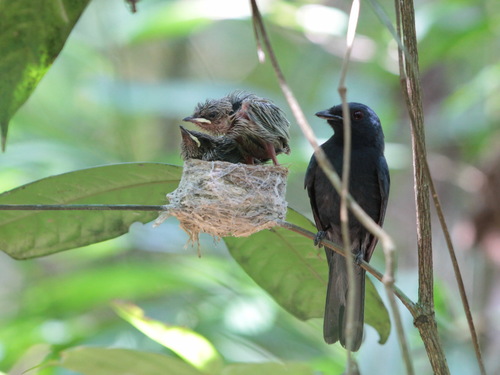 Maroon-breasted Philentoma (Philentoma velata), photo 8