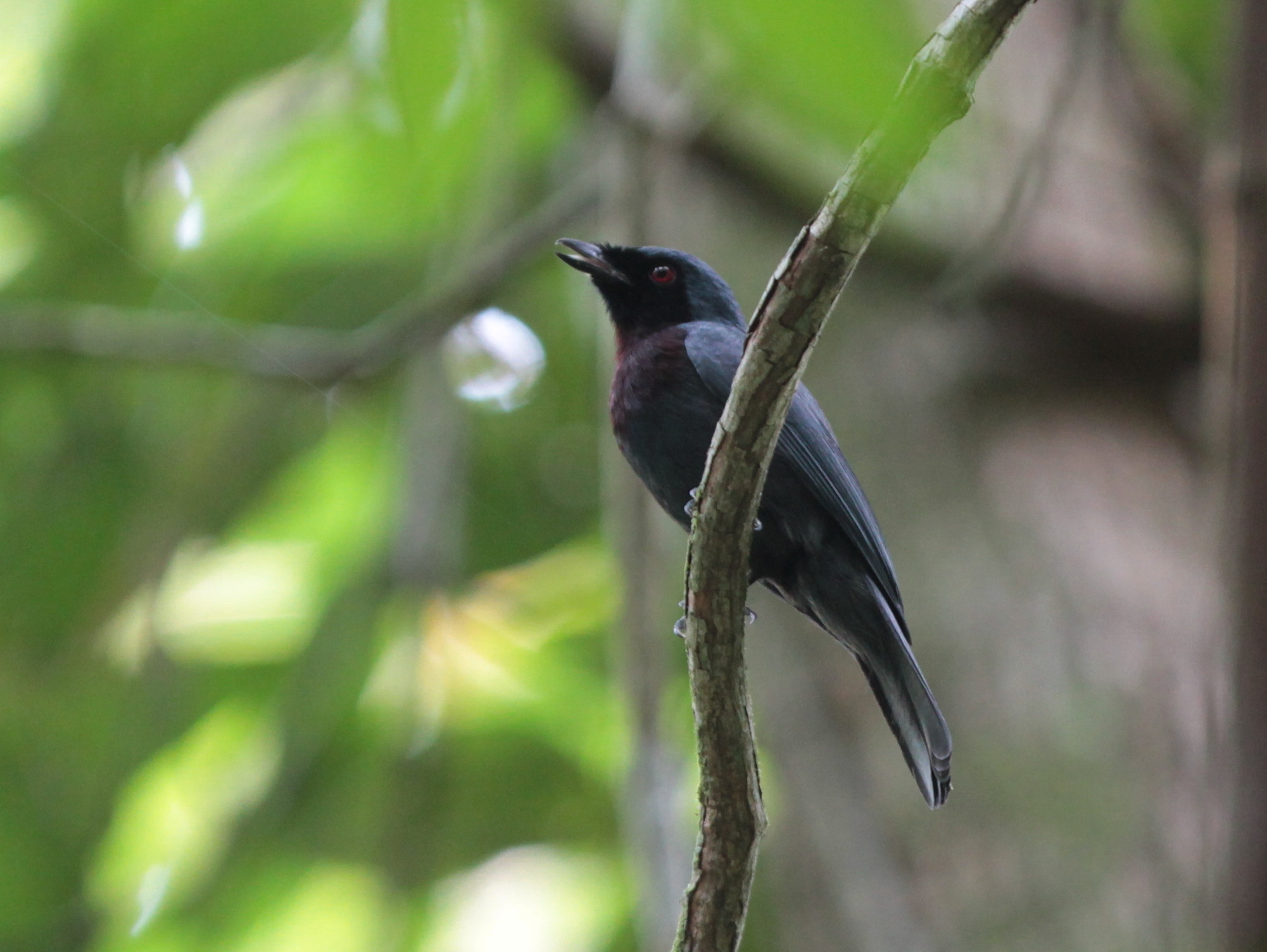 Maroon-breasted Philentoma (Philentoma velata), photo 4