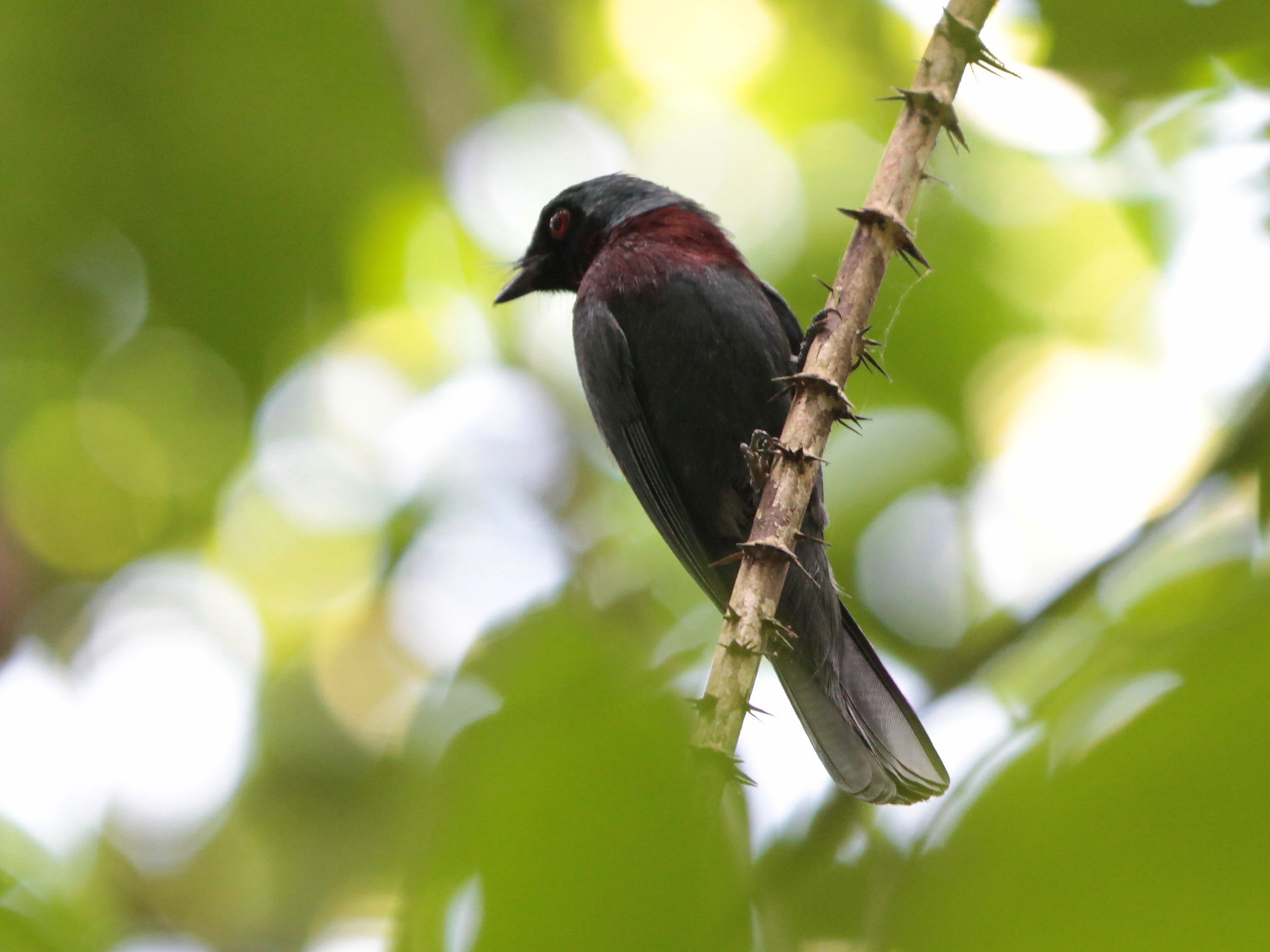 Maroon-breasted Philentoma (Philentoma velata), photo 5