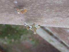 Trosia nigropunctigera