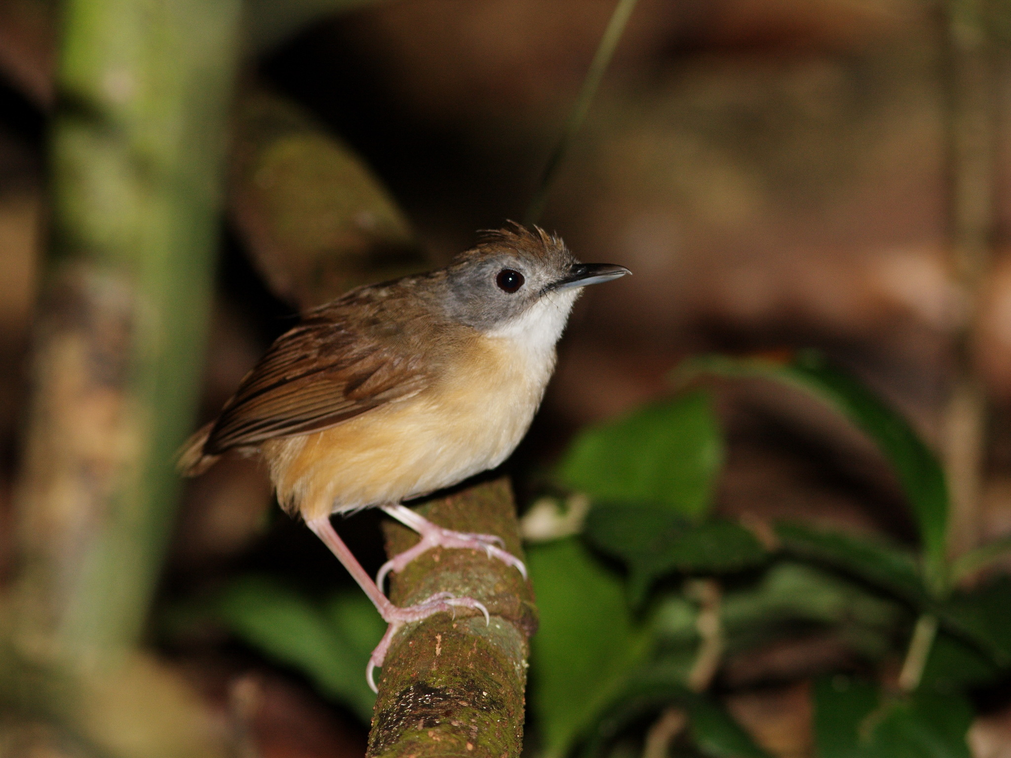 Short-tailed Babbler (Pellorneum malaccense)