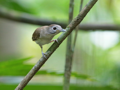 Moustached Babbler (Malacopteron magnirostre), photo 10