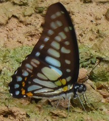 Graphium chironides