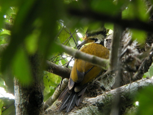 Olive-backed Woodpecker (Gecinulus rafflesii), photo 7