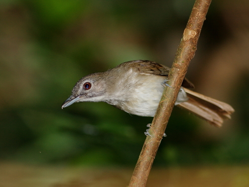 Moustached Babbler (Malacopteron magnirostre), photo 5