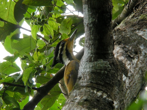 Olive-backed Woodpecker (Gecinulus rafflesii), photo 8