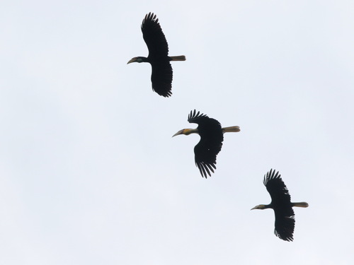 Plain-pouched Hornbill (Rhyticeros subruficollis), photo 4