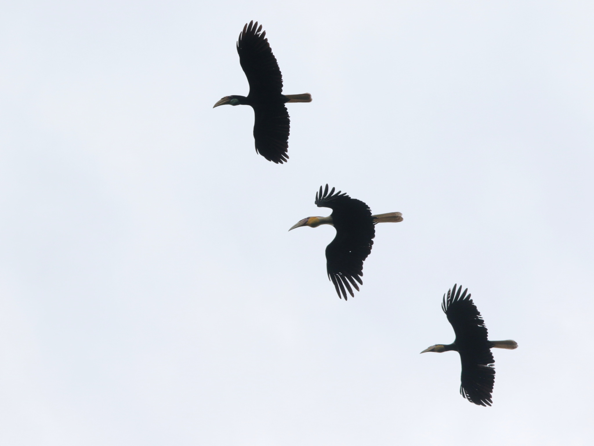 Plain-pouched Hornbill (Rhyticeros subruficollis)