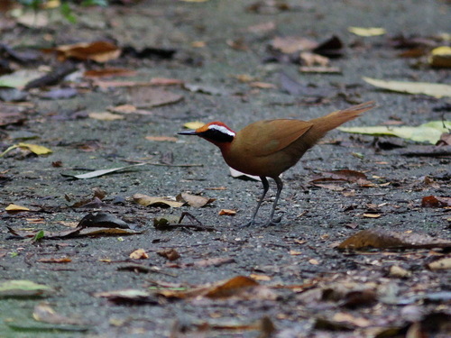 Rail-babbler (Eupetes macrocerus), photo 6