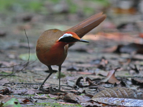 Rail-babbler (Eupetes macrocerus), photo 7
