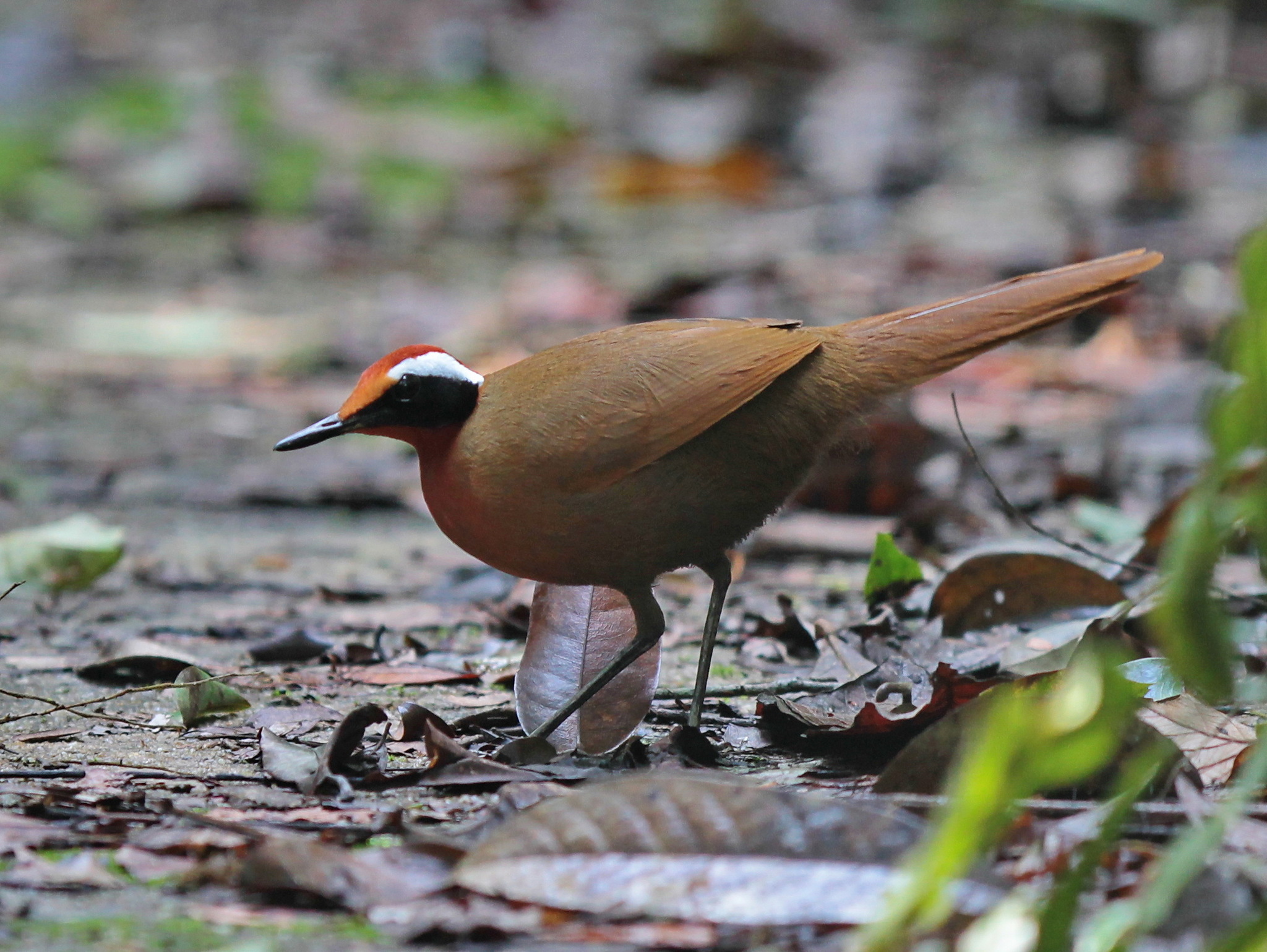 Rail-babbler (Eupetes macrocerus), photo 4