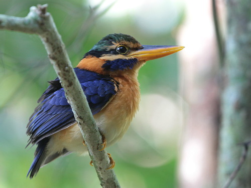 Rufous-collared Kingfisher (Actenoides concretus), photo 10