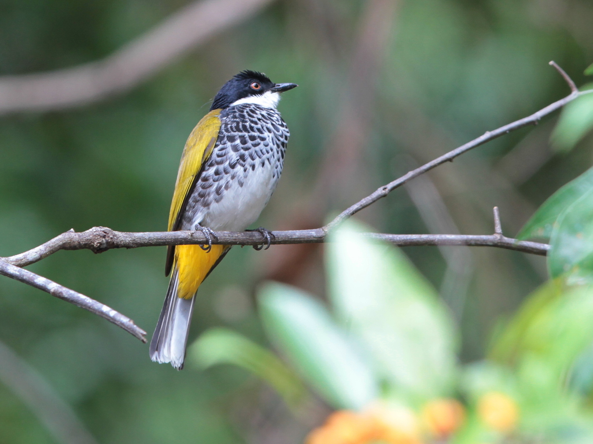 Scaly-breasted Bulbul illustration