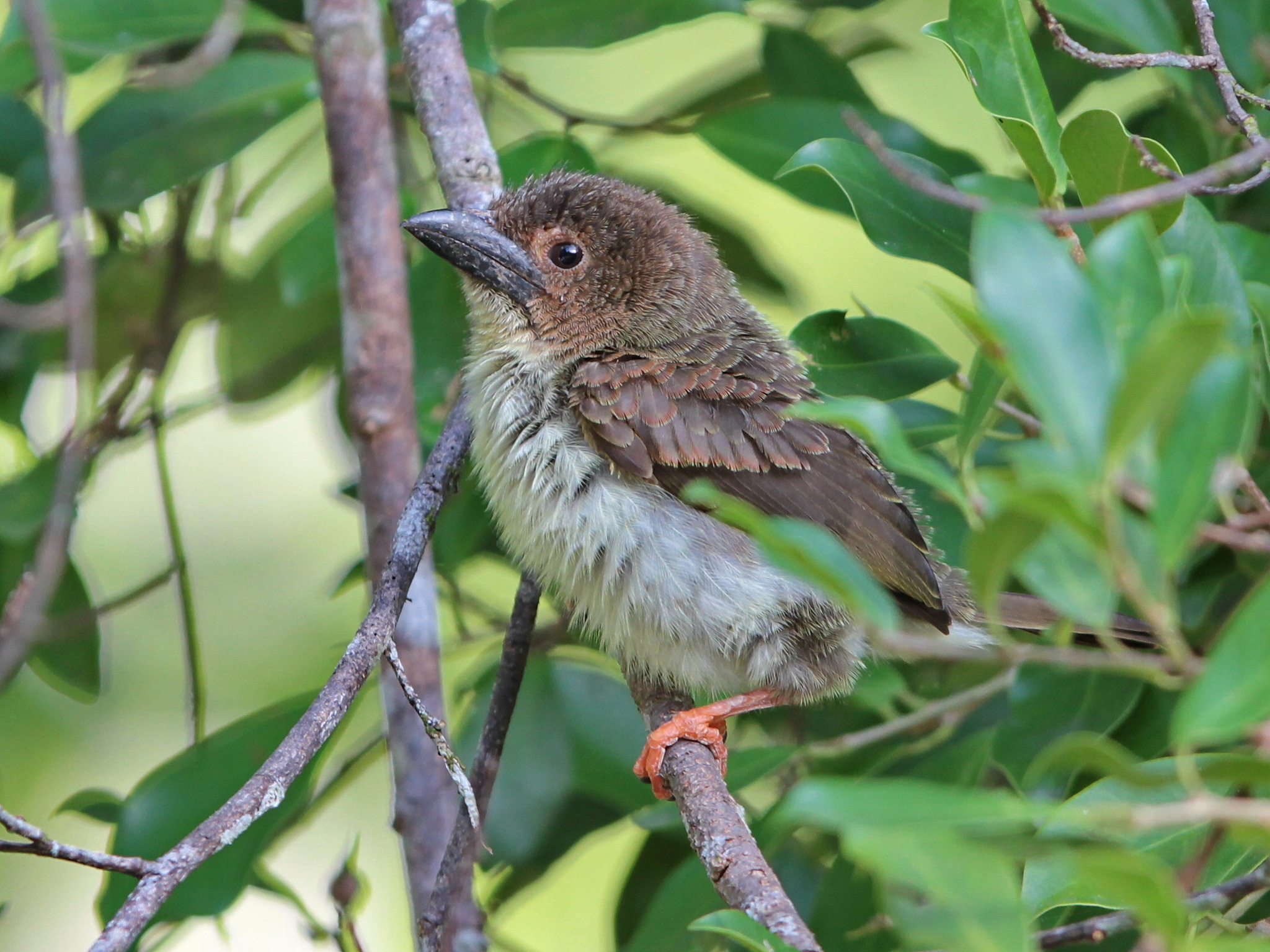 Sooty Barbet illustration